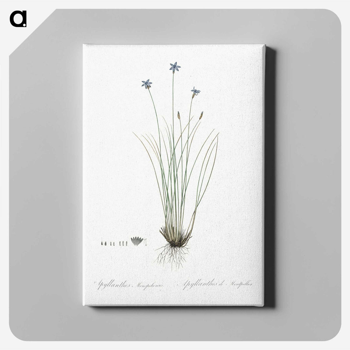 2-15_The-Lilies_canvas