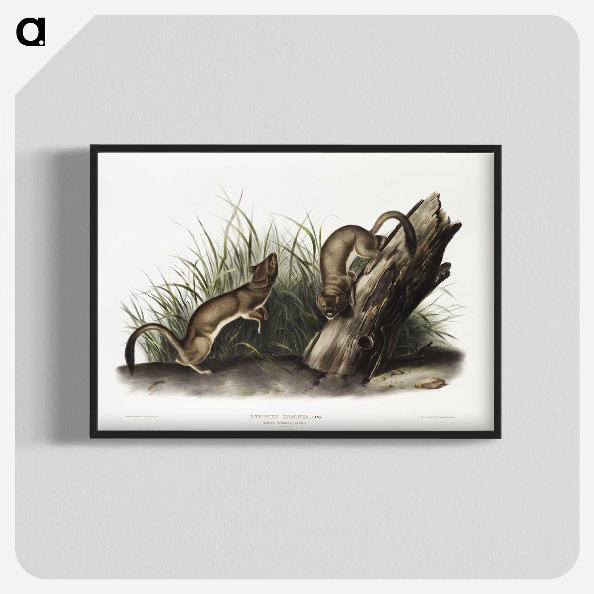 2-15_The-Viviparous-Quadrupeds_blk-crop