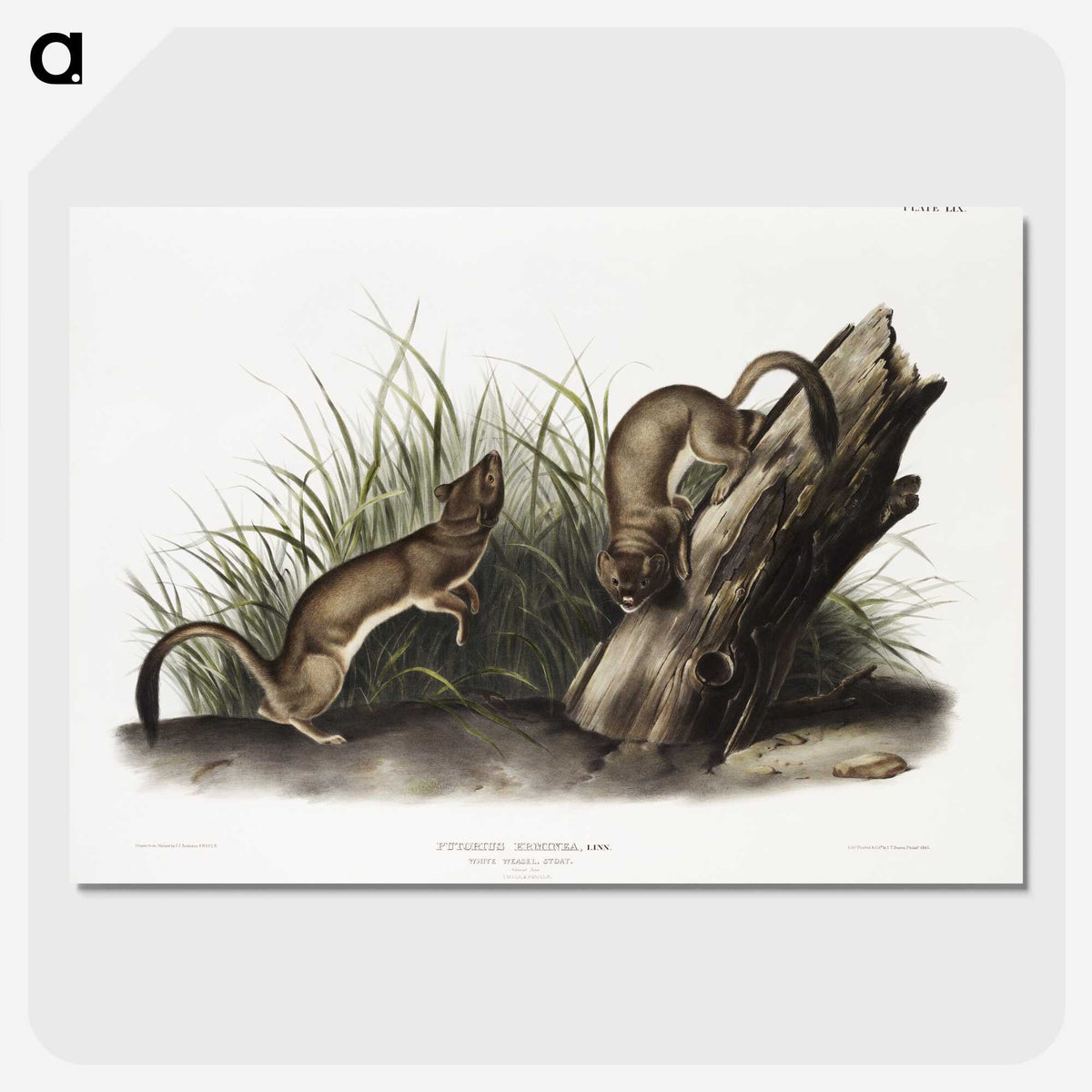 2-15_The-Viviparous-Quadrupeds_picture-crop