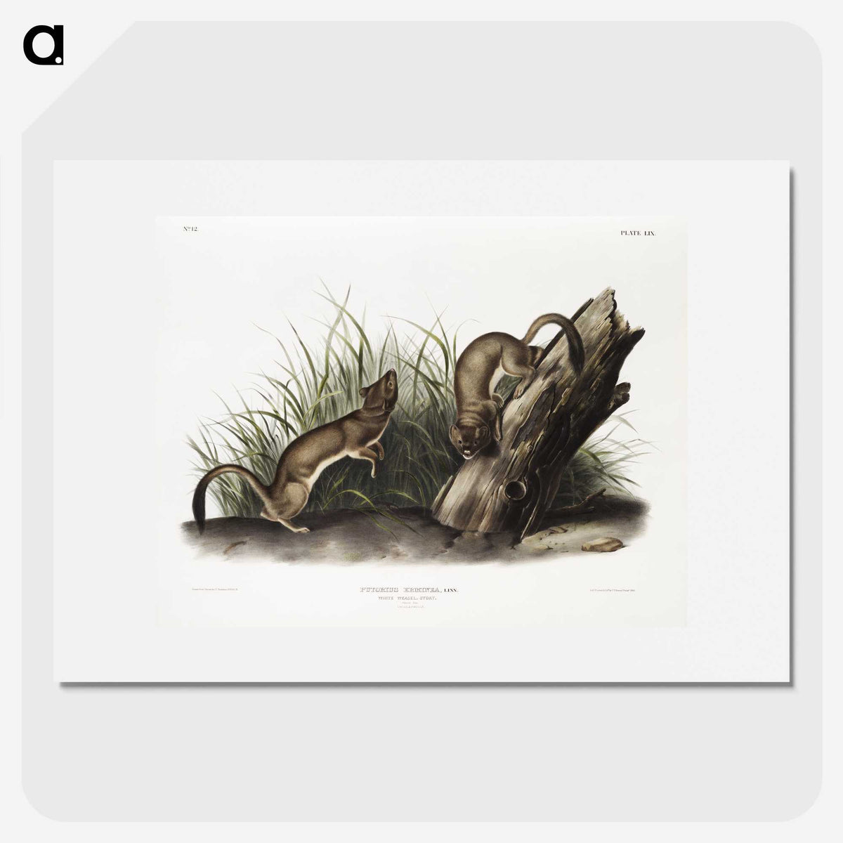 2-15_The-Viviparous-Quadrupeds_picture