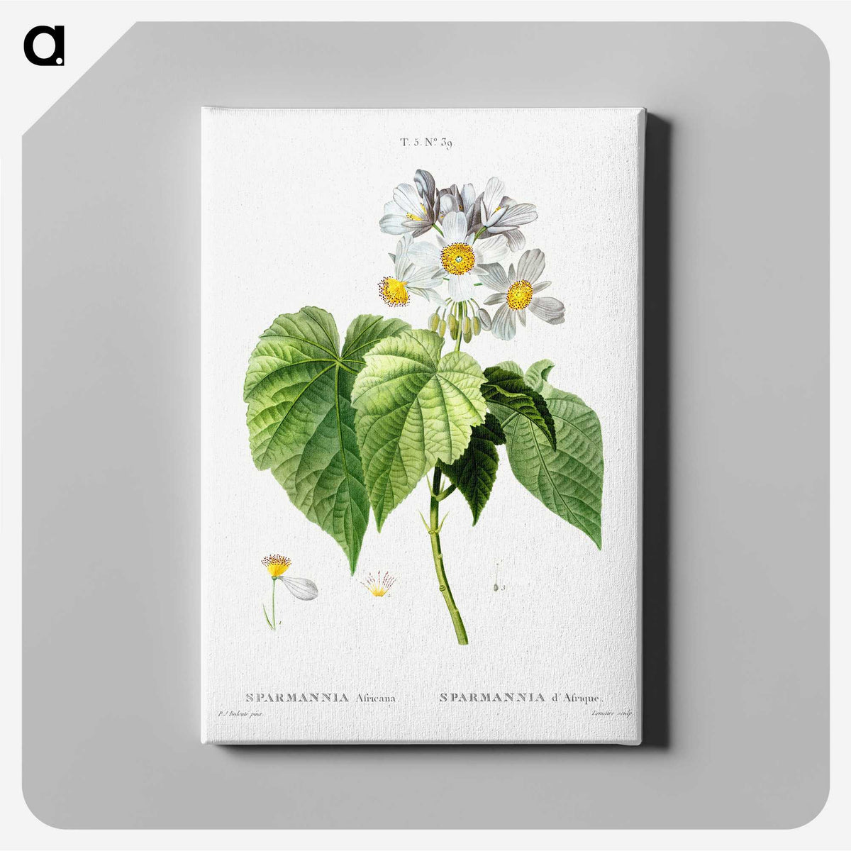 2-15_Treatise-on-Trees-and-Shrubs_canvas