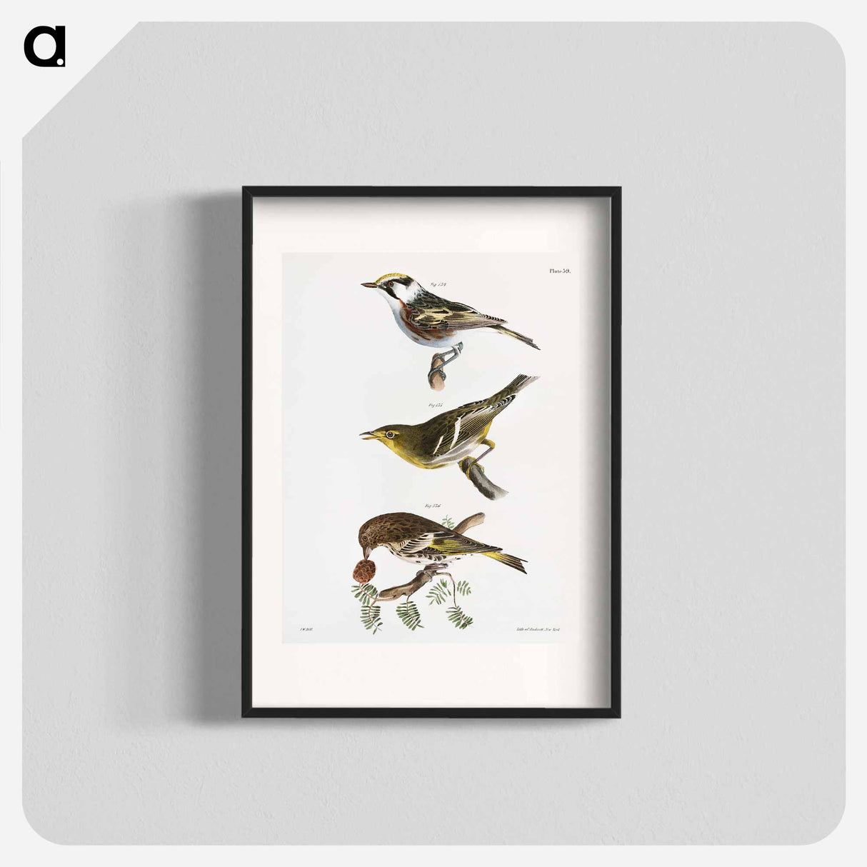 The Chestnut-sided Warbler - ニューヨークの動物学 Poster.