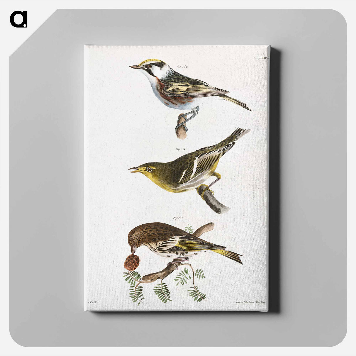 The Chestnut-sided Warbler - ニューヨークの動物学 Canvas.