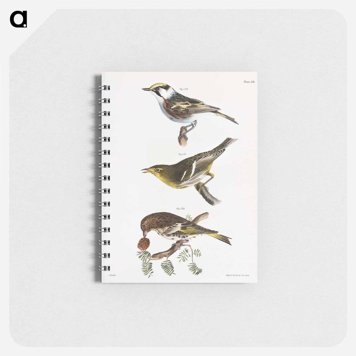 The Chestnut-sided Warbler - ニューヨークの動物学 Memo.