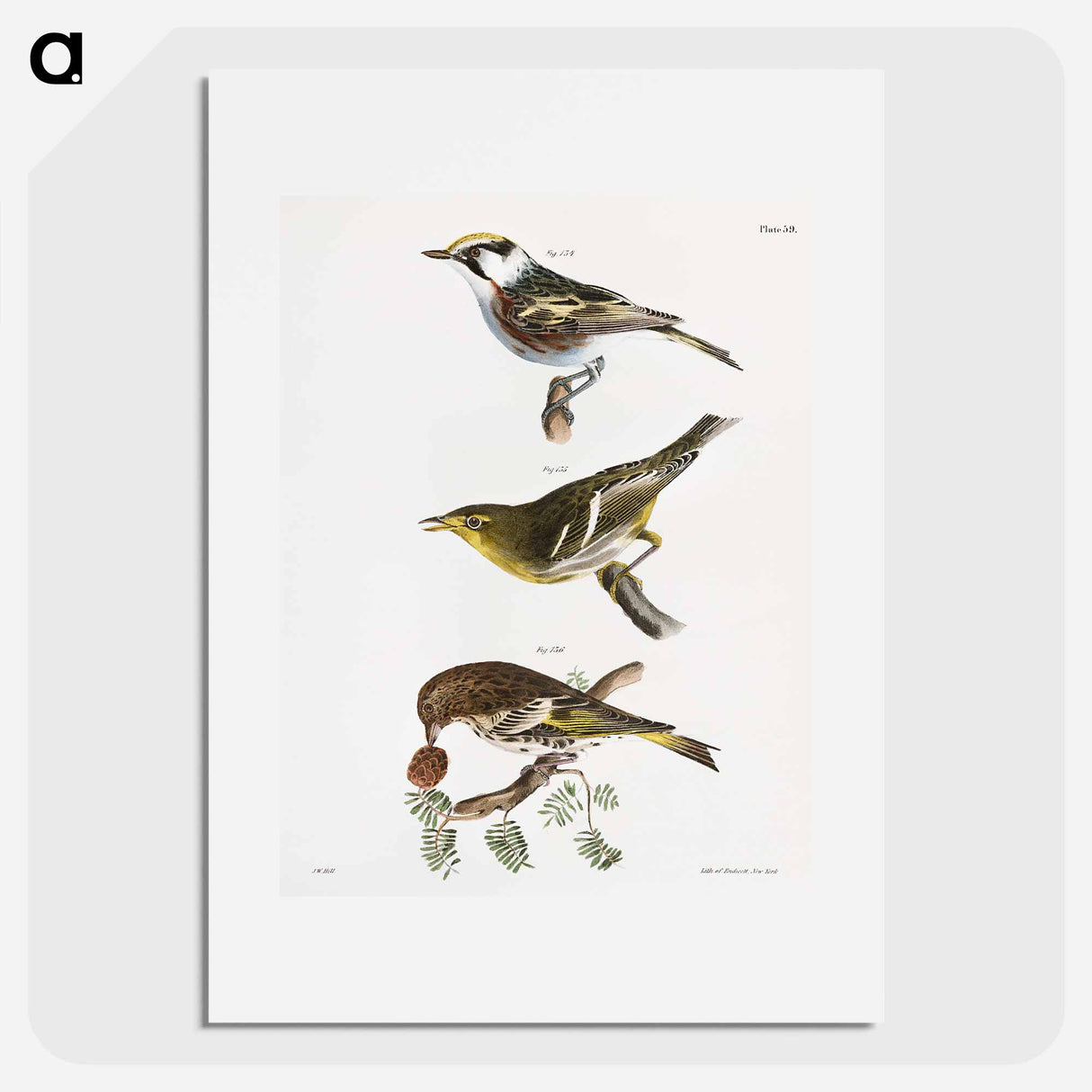 The Chestnut-sided Warbler - ニューヨークの動物学 Poster.