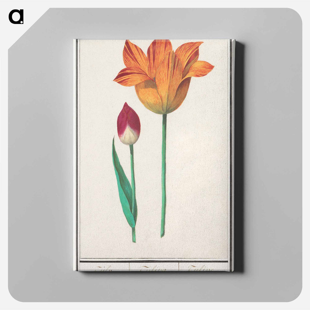 Tulip - アンセルムス ボエティウス デ ブート Canvas.