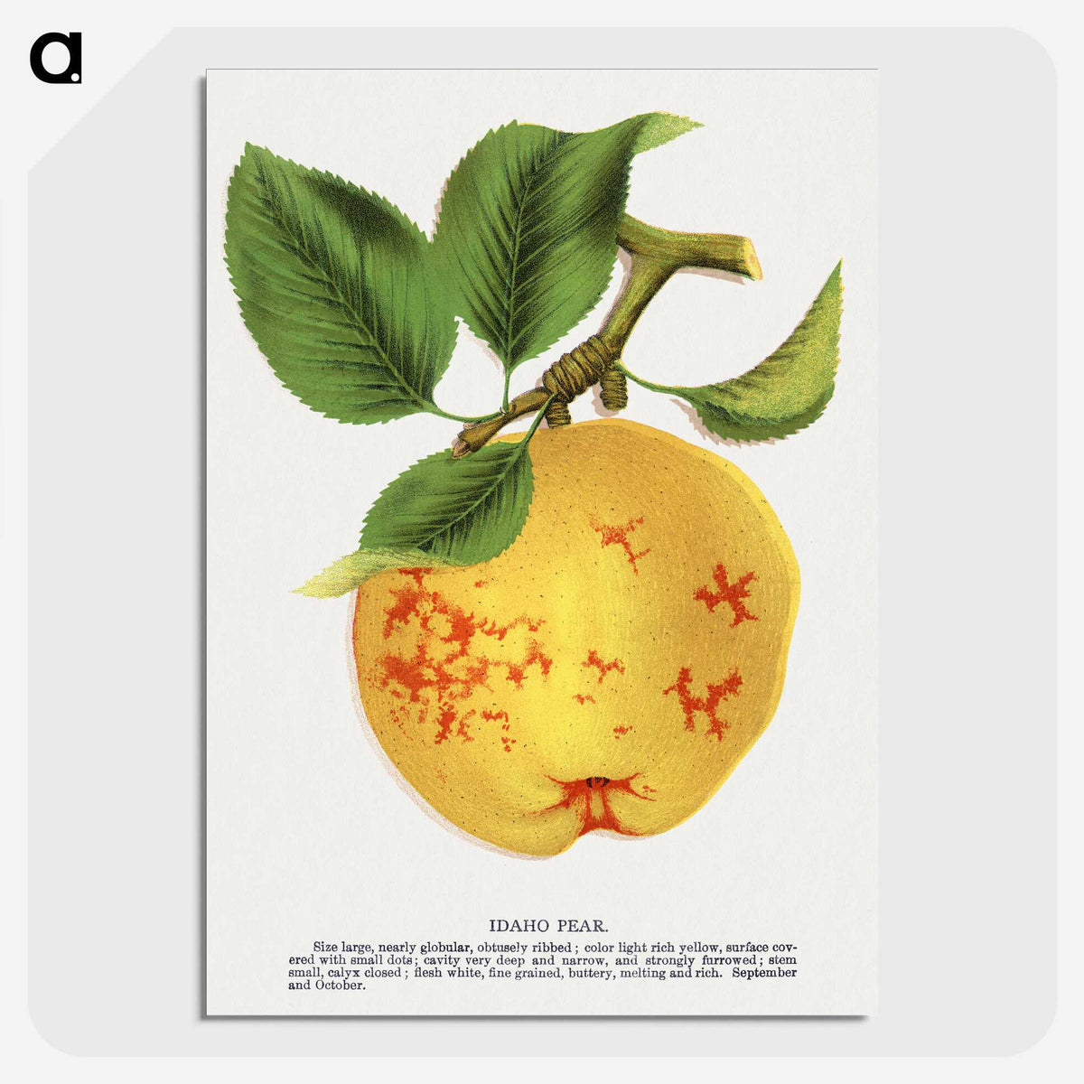 2-16_Botanical-Specimen-Plates_picture-crop