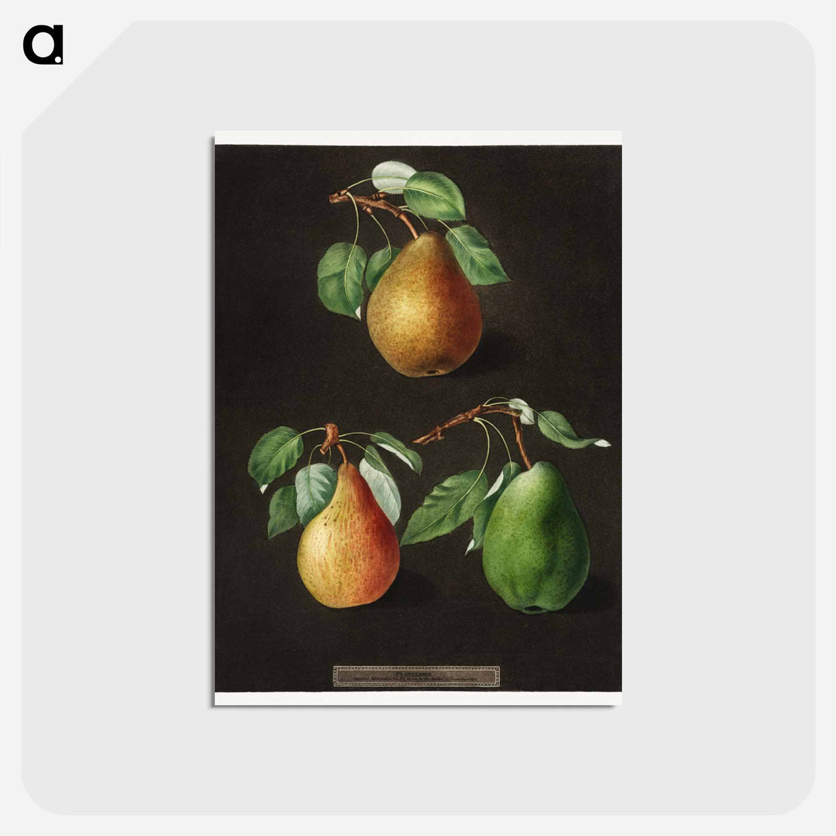 アートポストカード-Pears
- クリーブランド美術館 Postcard.
