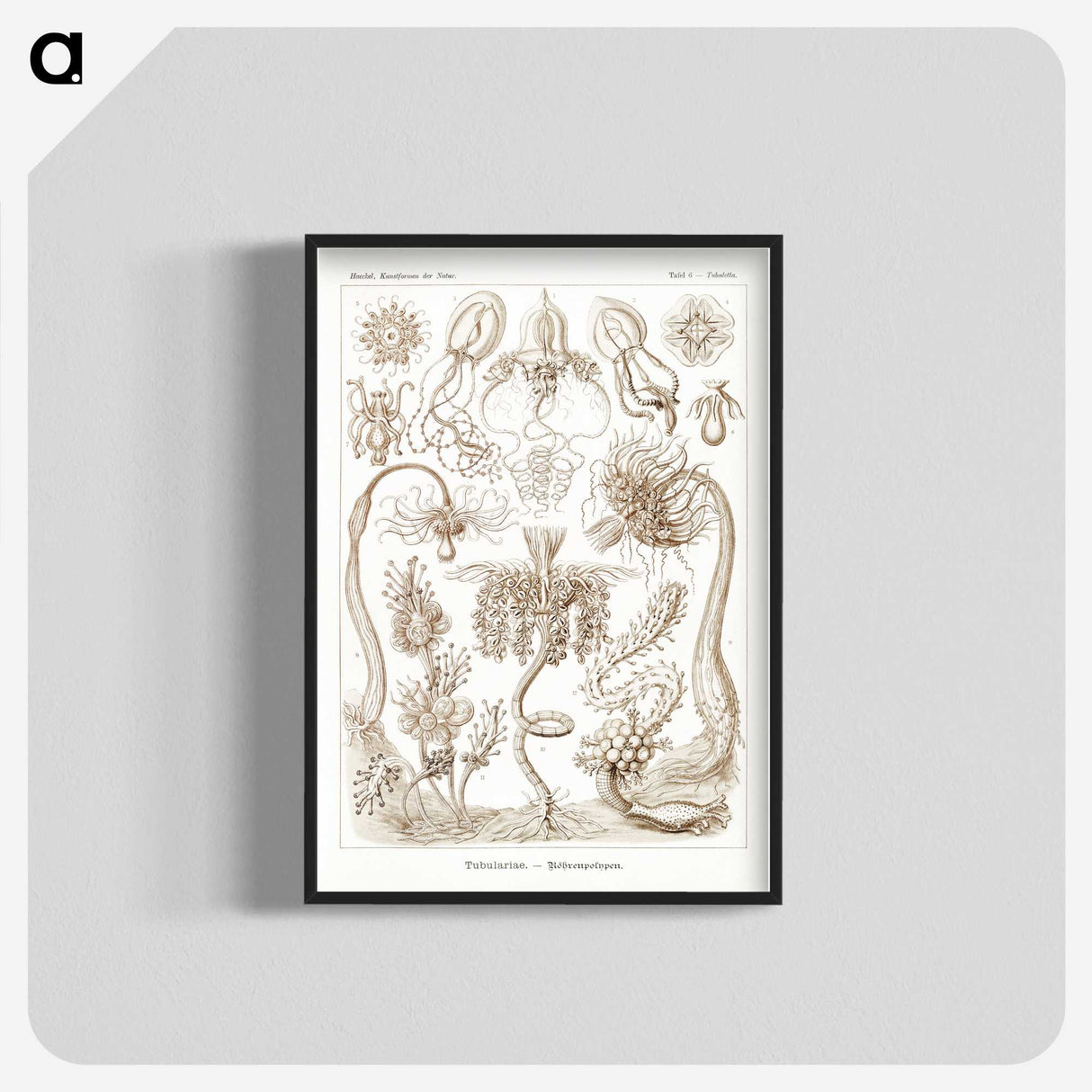 2-16_Ernst-Haeckel_blk-crop
