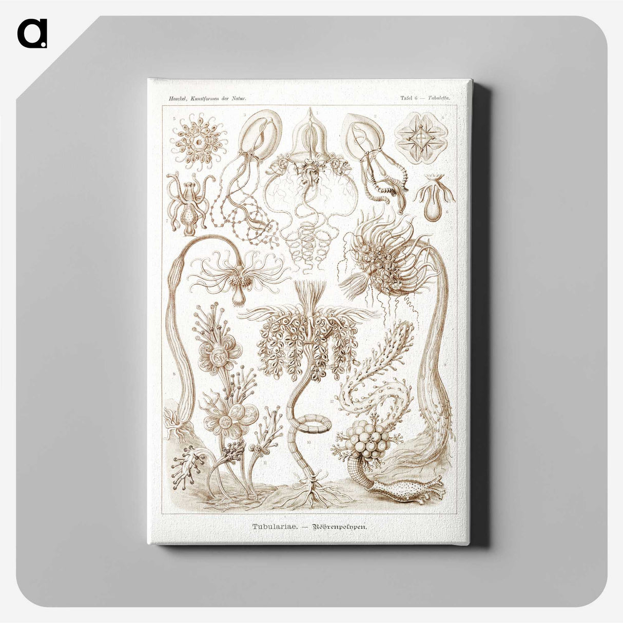 2-16_Ernst-Haeckel_canvas