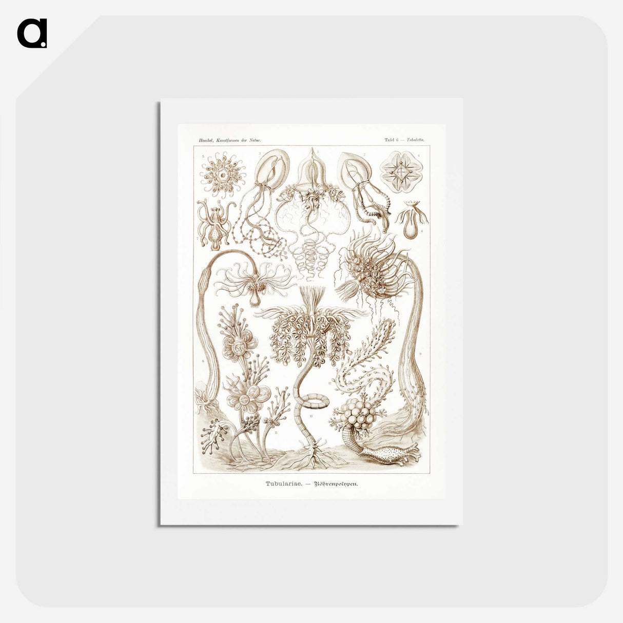 2-16_Ernst-Haeckel_hagaki