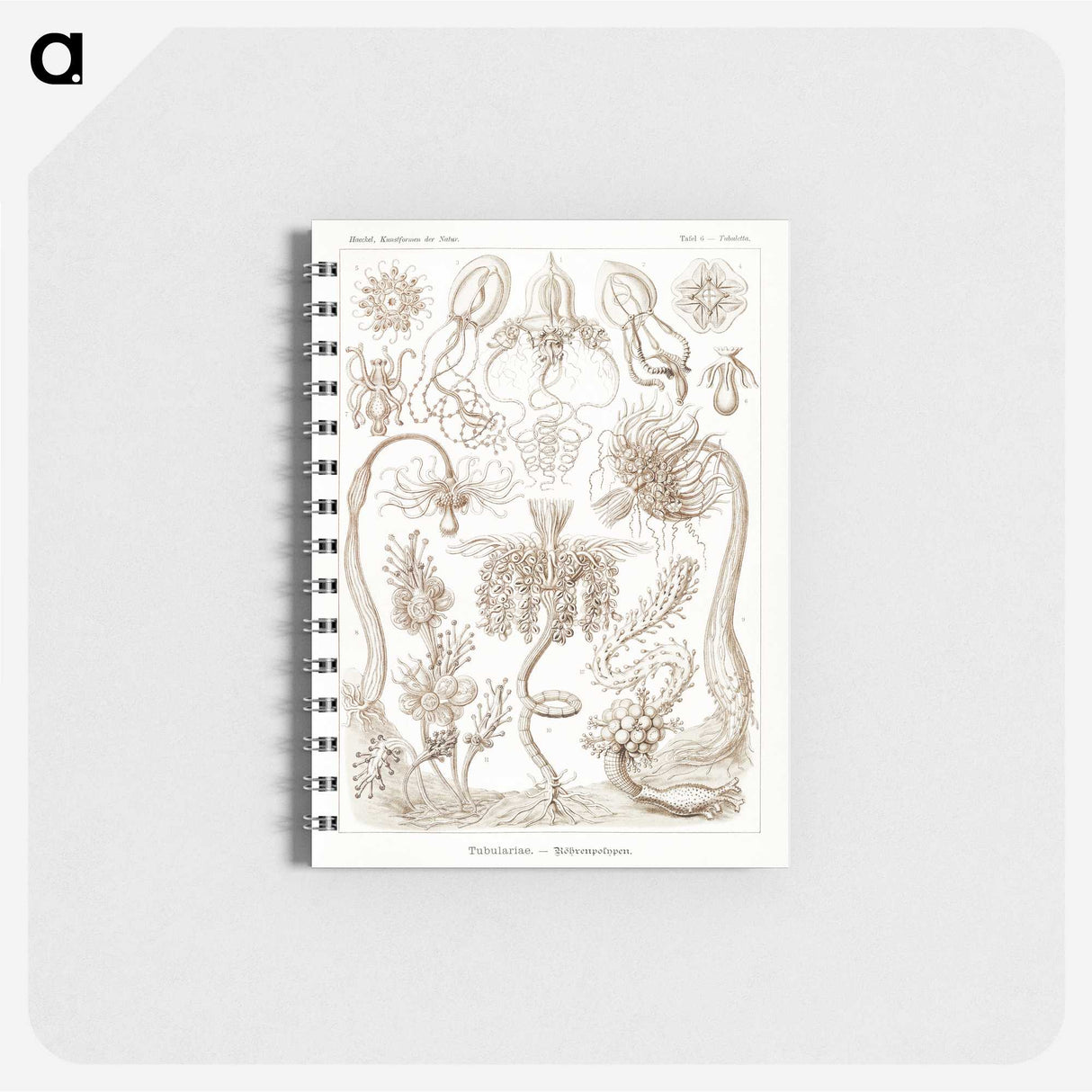 2-16_Ernst-Haeckel_memo