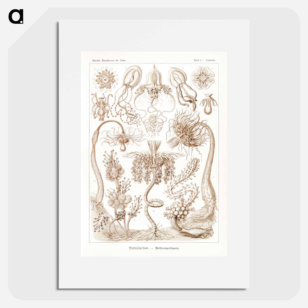 Diatomea–Schachtellinge from Kunstformen der Natur - エルンスト ヘッケル Poster.