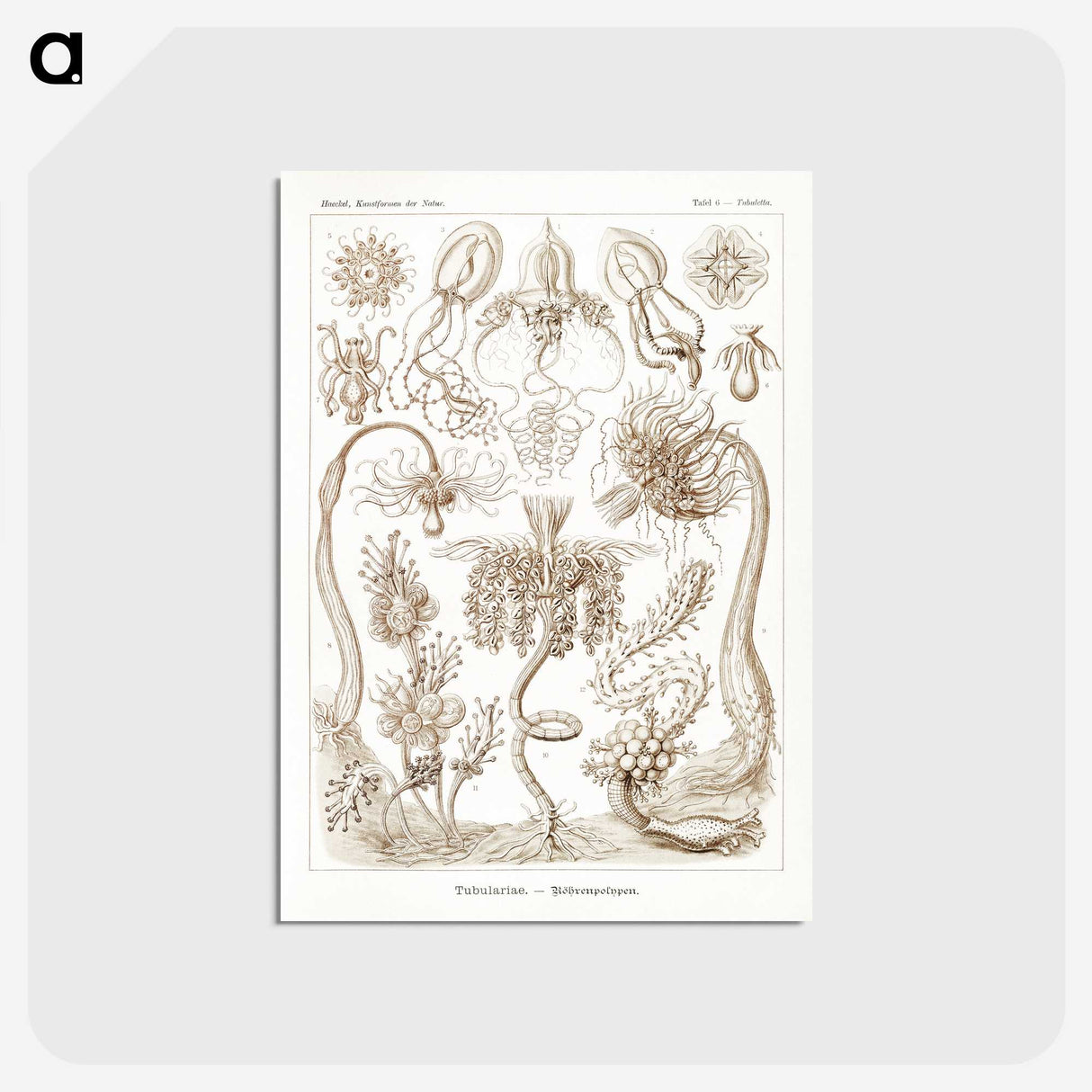 2-16_Ernst-Haeckel_postcard