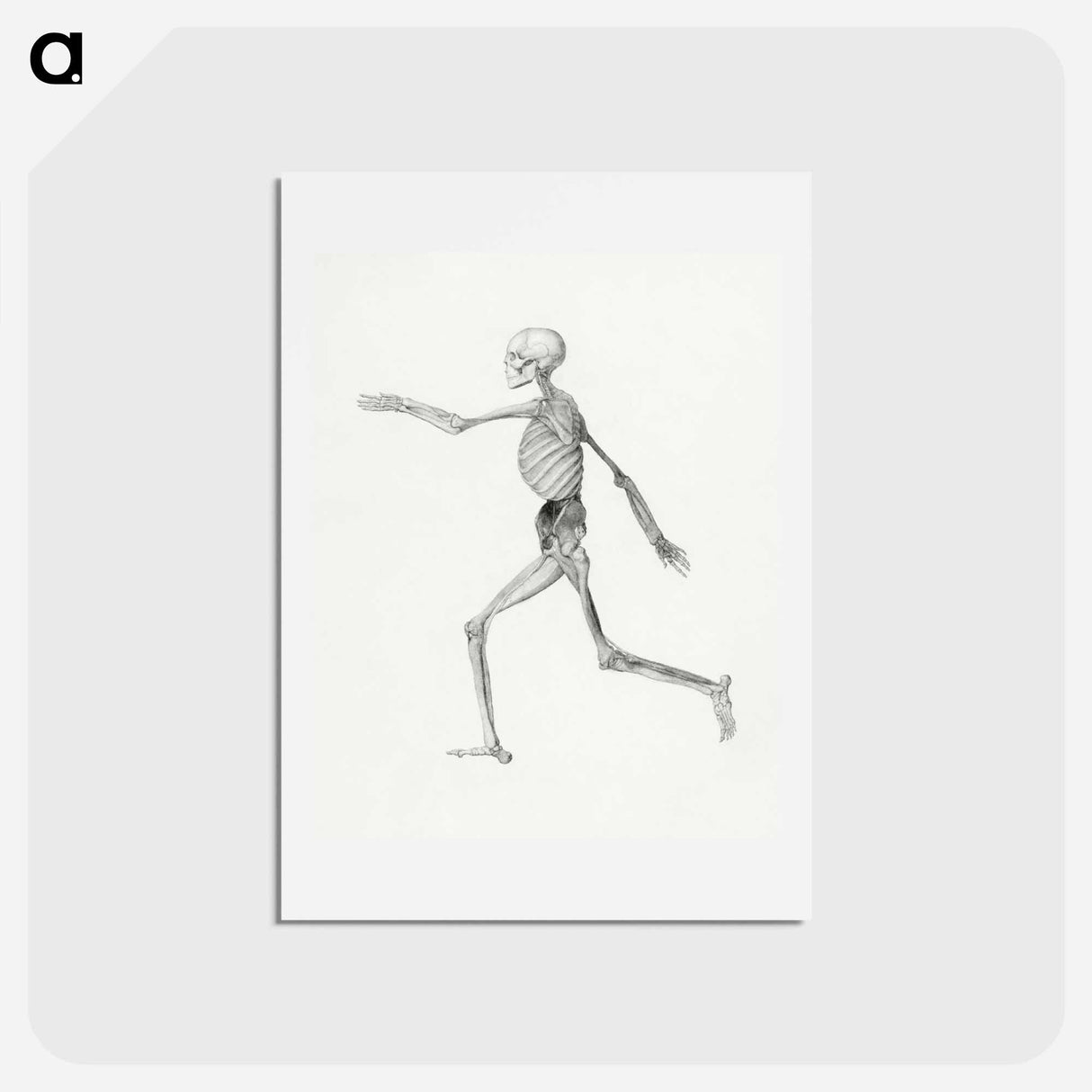 アートポストカード-Human Skeleton, Lateral View
- ジョージ スタッブス Postcard.