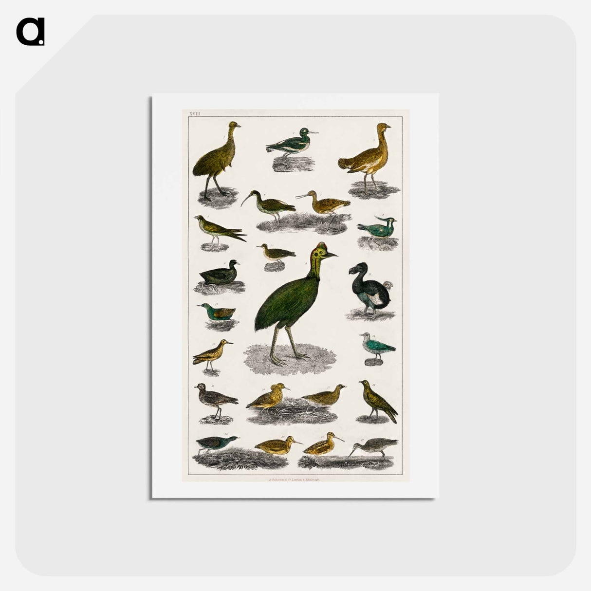 アートポストカード-Birds from Animated Nature
- ゴールドスミスの生き生きとした自然 Postcard.