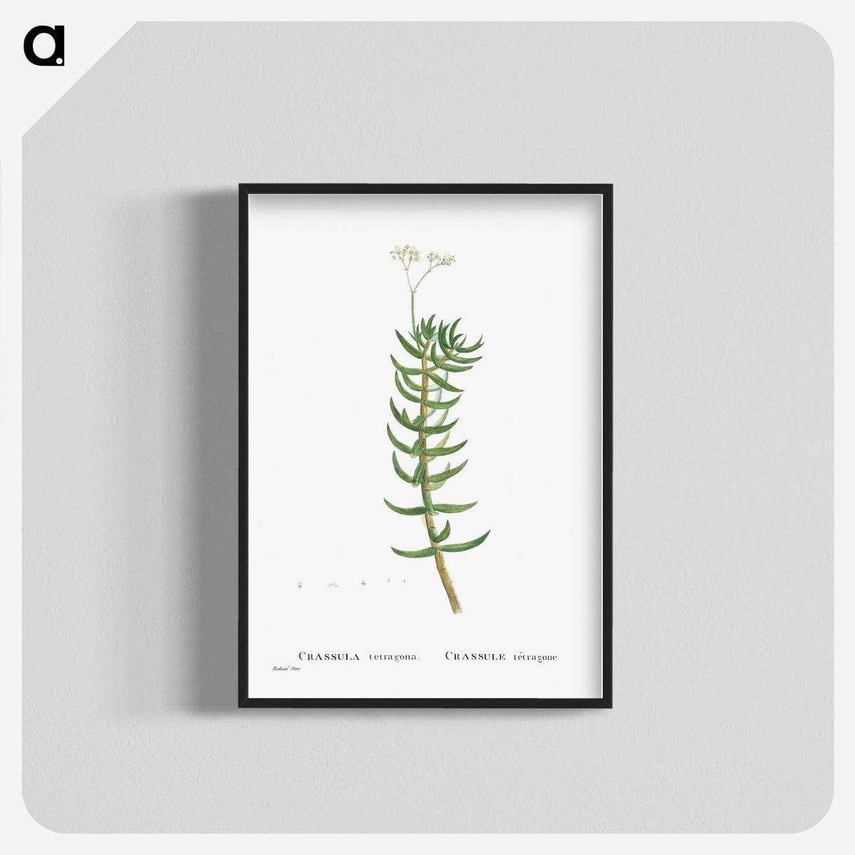 2-16_Histoire-des-Plantes-Grasses_blk-crop