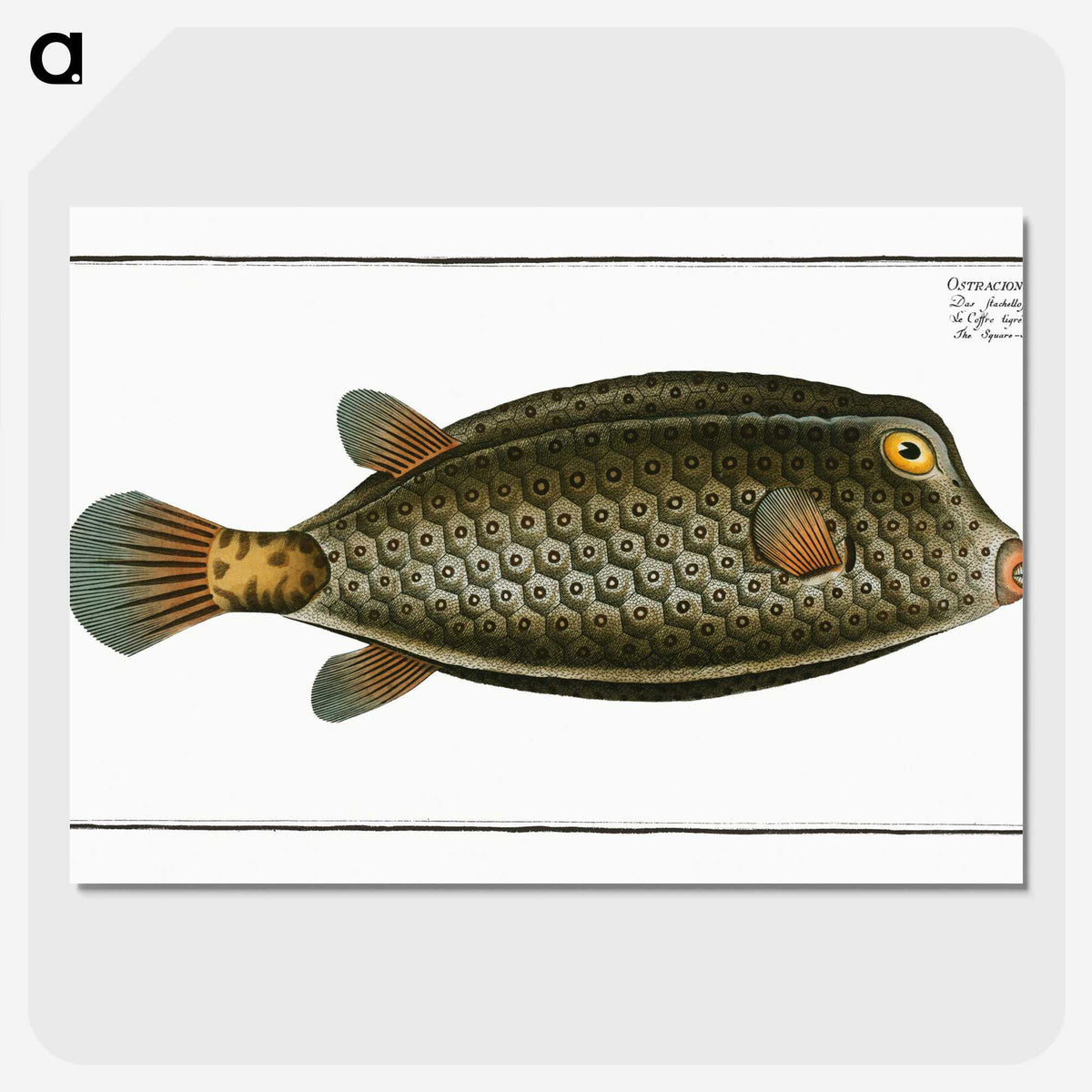 2-16_Ichtyologie-ou-Histoire-naturelle_picture-crop