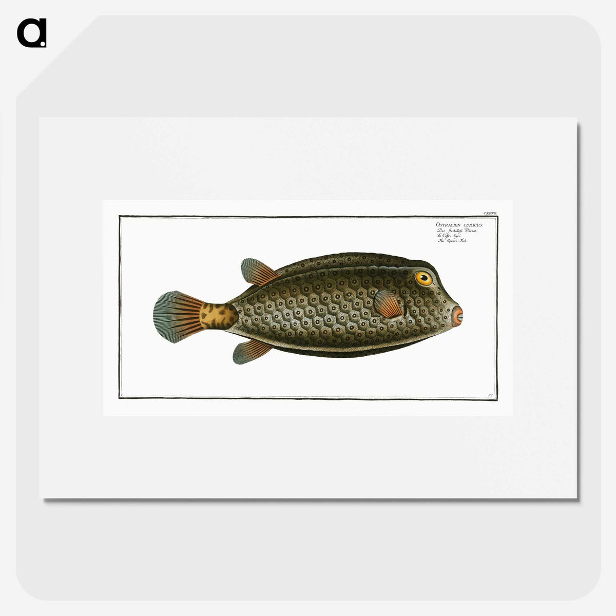 2-16_Ichtyologie-ou-Histoire-naturelle_picture