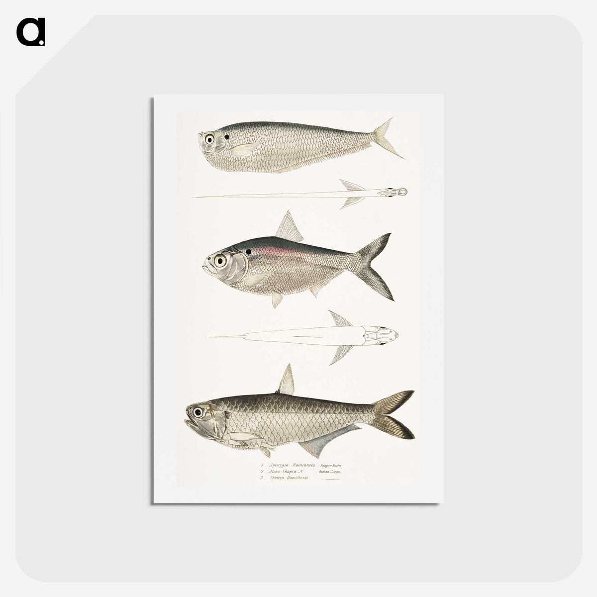 2-16_Indian-Zoology_hagaki