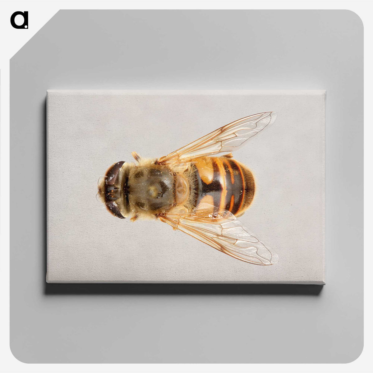 2-16_Insects-Unlocked-Project_canvas