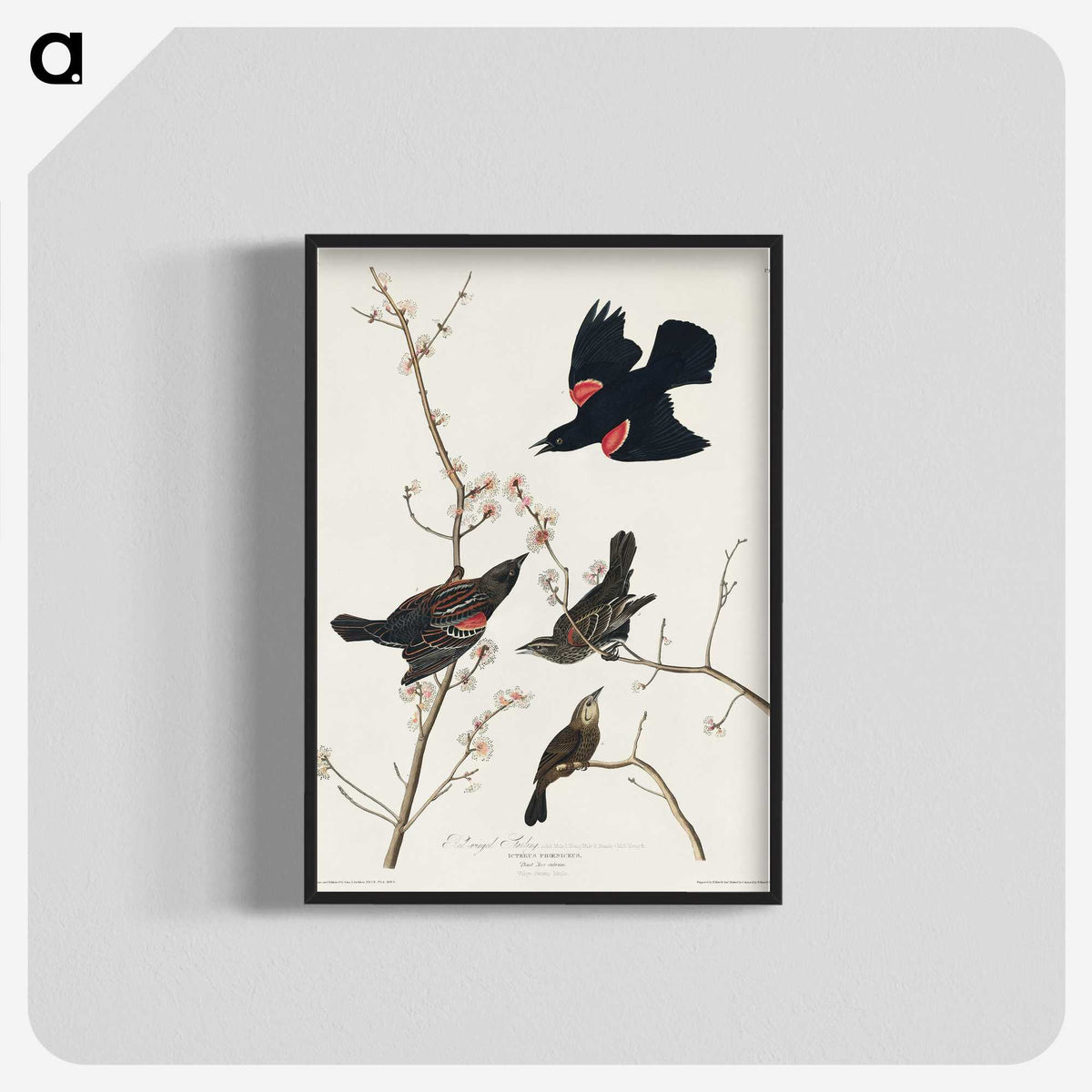 2-16_John-James-Audubon_blk-crop
