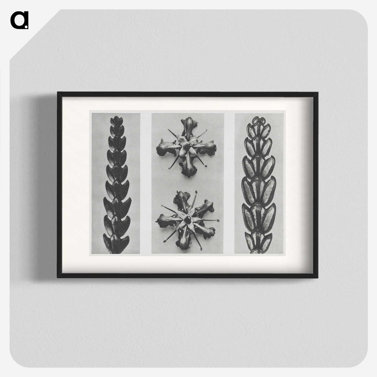 2-16_Karl-Blossfeldt_blk