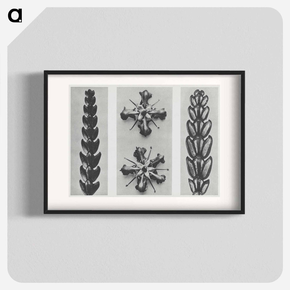 Thujopsis dolabrata enlarged 10 times, Ruta graveolens enlarged 8 times, and Thujopsis Dolabrata enlarged 10 times from Urformen der Kunst by - カール ブロスフェルト Poster.