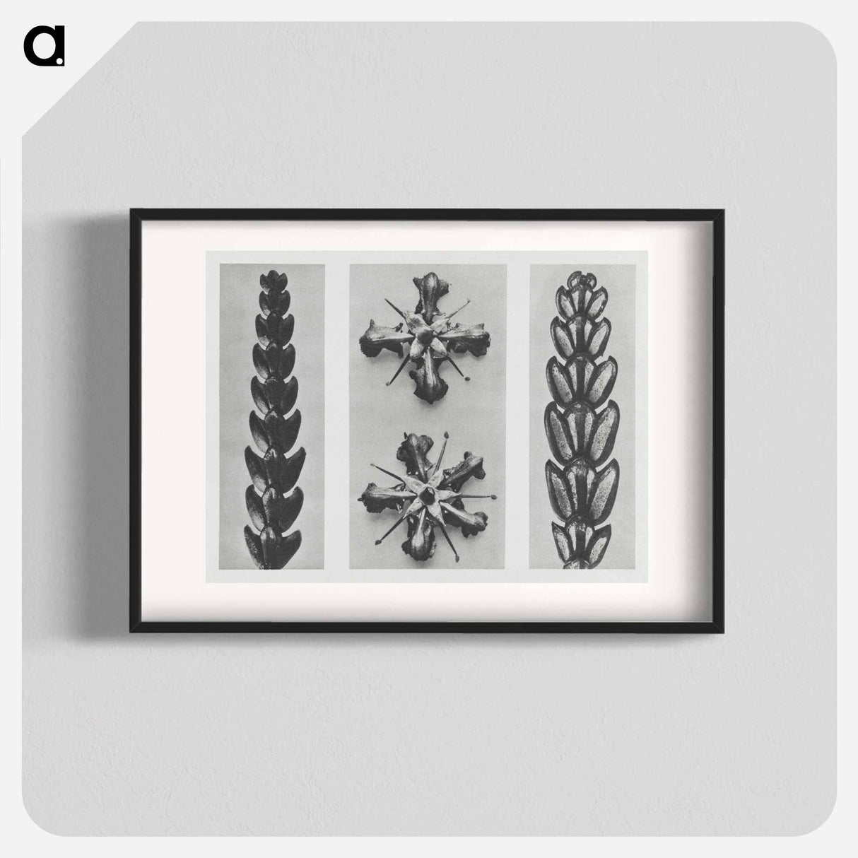 Thujopsis dolabrata enlarged 10 times, Ruta graveolens enlarged 8 times, and Thujopsis Dolabrata enlarged 10 times from Urformen der Kunst by - Karl Blossfeldt Poster.