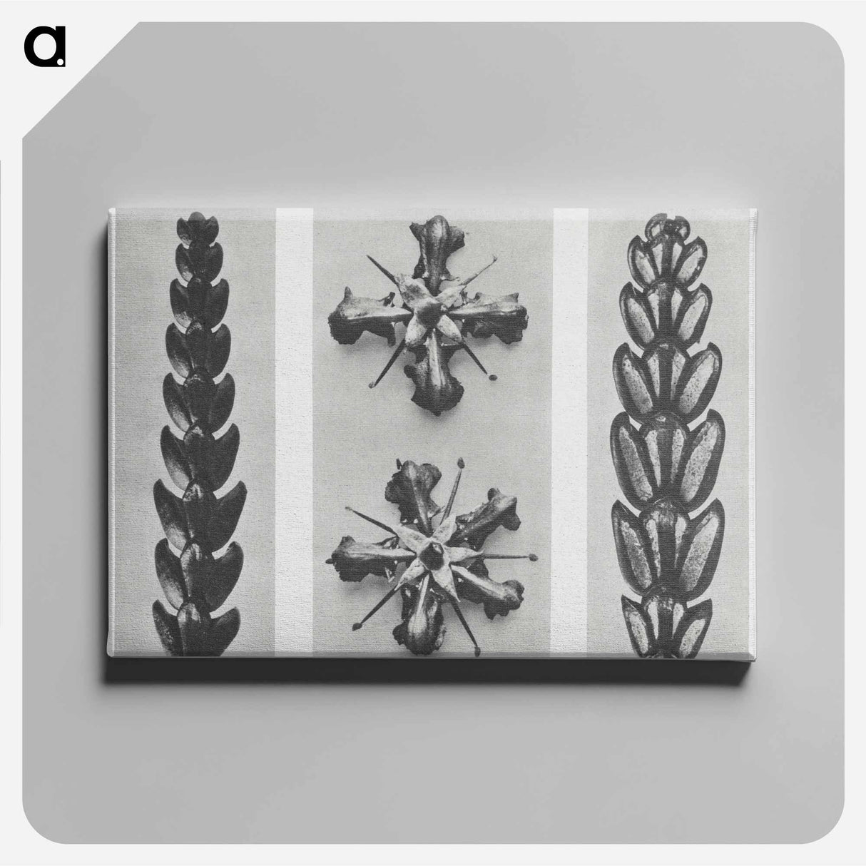 Thujopsis dolabrata enlarged 10 times, Ruta graveolens enlarged 8 times, and Thujopsis Dolabrata enlarged 10 times from Urformen der Kunst by - カール ブロスフェルト Canvas.