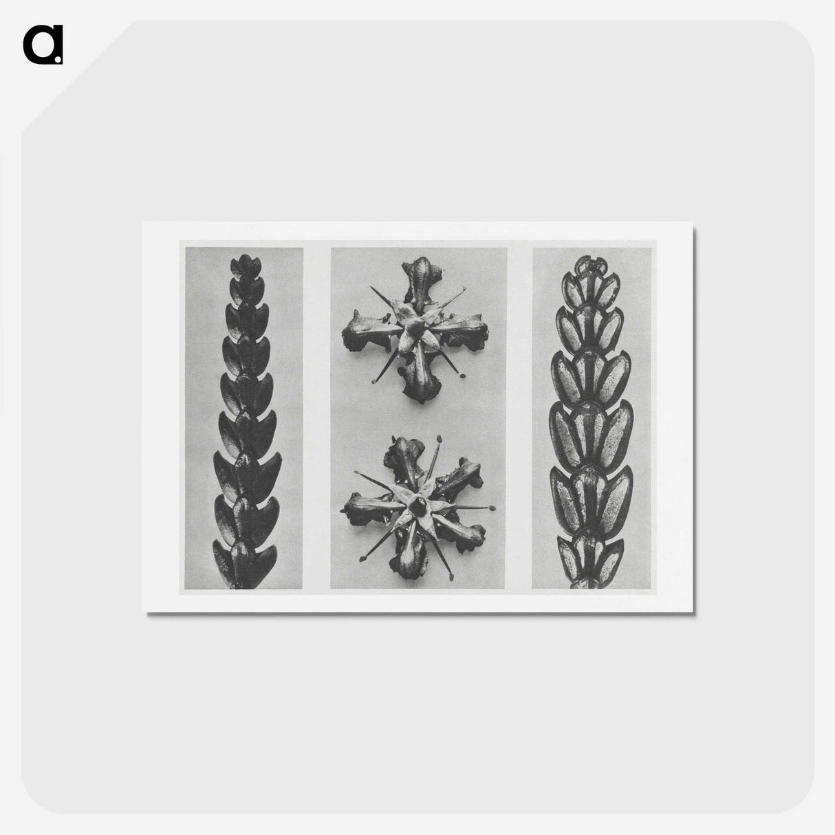 2-16_Karl-Blossfeldt_hagaki