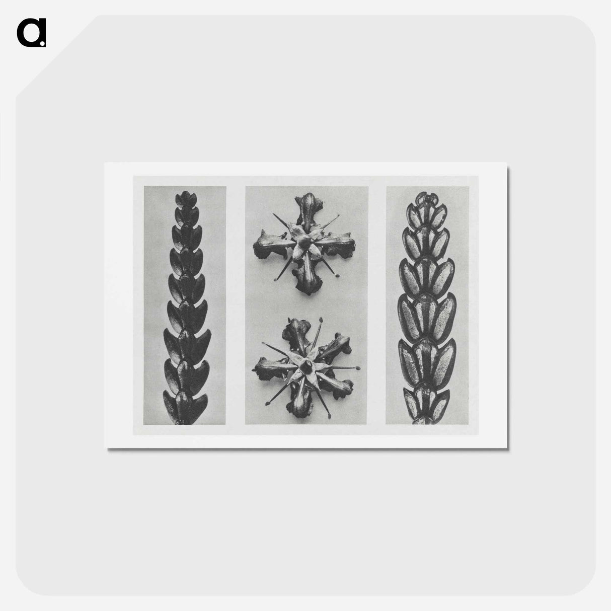 アートポストカード-Thujopsis dolabrata enlarged 10 times, Ruta graveolens enlarged 8 times, and Thujopsis Dolabrata enlarged 10 times from Urformen der Kunst by - カール ブロスフェルト Postcard.