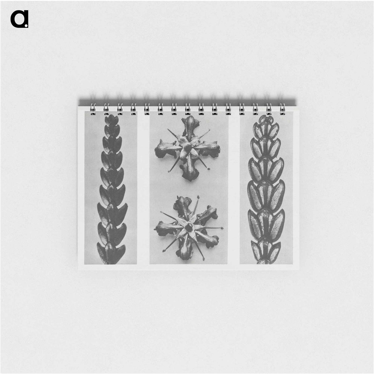 Thujopsis dolabrata enlarged 10 times, Ruta graveolens enlarged 8 times, and Thujopsis Dolabrata enlarged 10 times from Urformen der Kunst by - カール ブロスフェルト Memo.