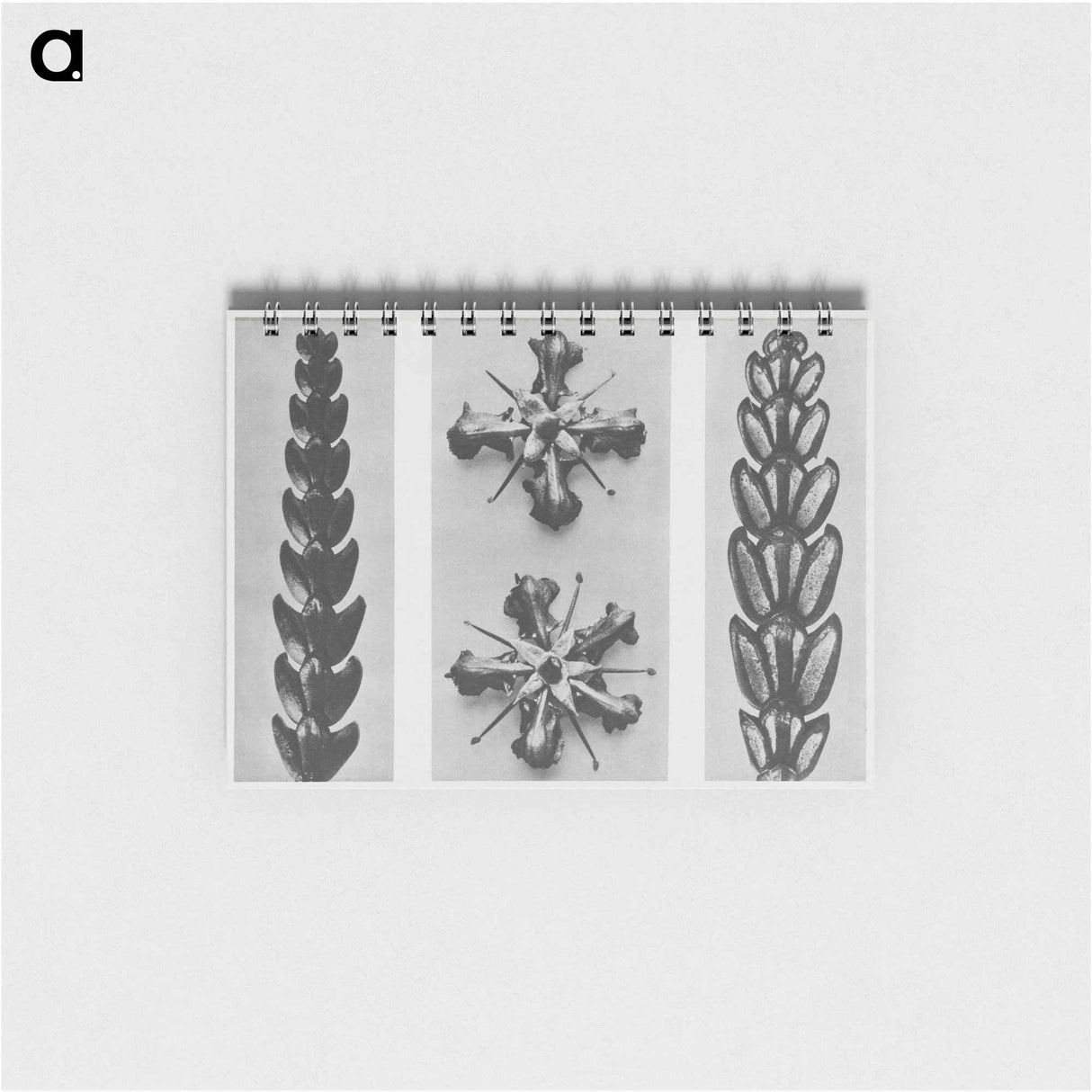 Thujopsis dolabrata enlarged 10 times, Ruta graveolens enlarged 8 times, and Thujopsis Dolabrata enlarged 10 times from Urformen der Kunst by - カール ブロスフェルト Memo.