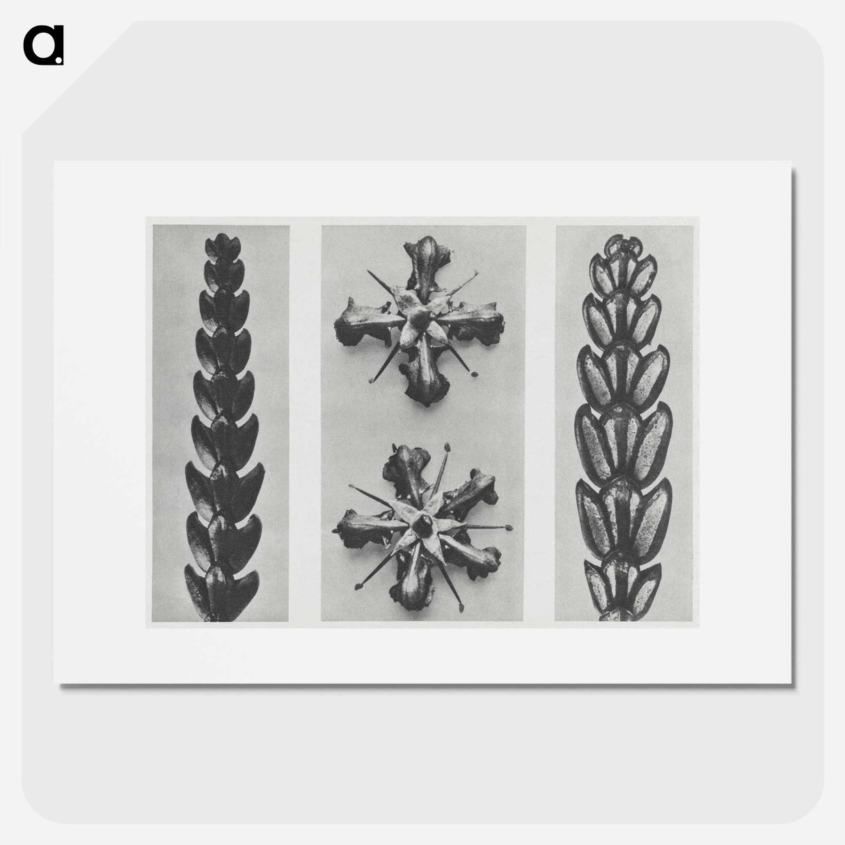 Thujopsis dolabrata enlarged 10 times, Ruta graveolens enlarged 8 times, and Thujopsis Dolabrata enlarged 10 times from Urformen der Kunst by - カール ブロスフェルト Poster.