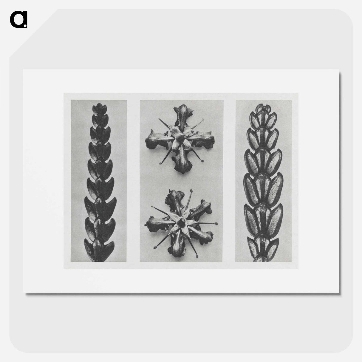 Thujopsis dolabrata enlarged 10 times, Ruta graveolens enlarged 8 times, and Thujopsis Dolabrata enlarged 10 times from Urformen der Kunst by - Karl Blossfeldt Poster.