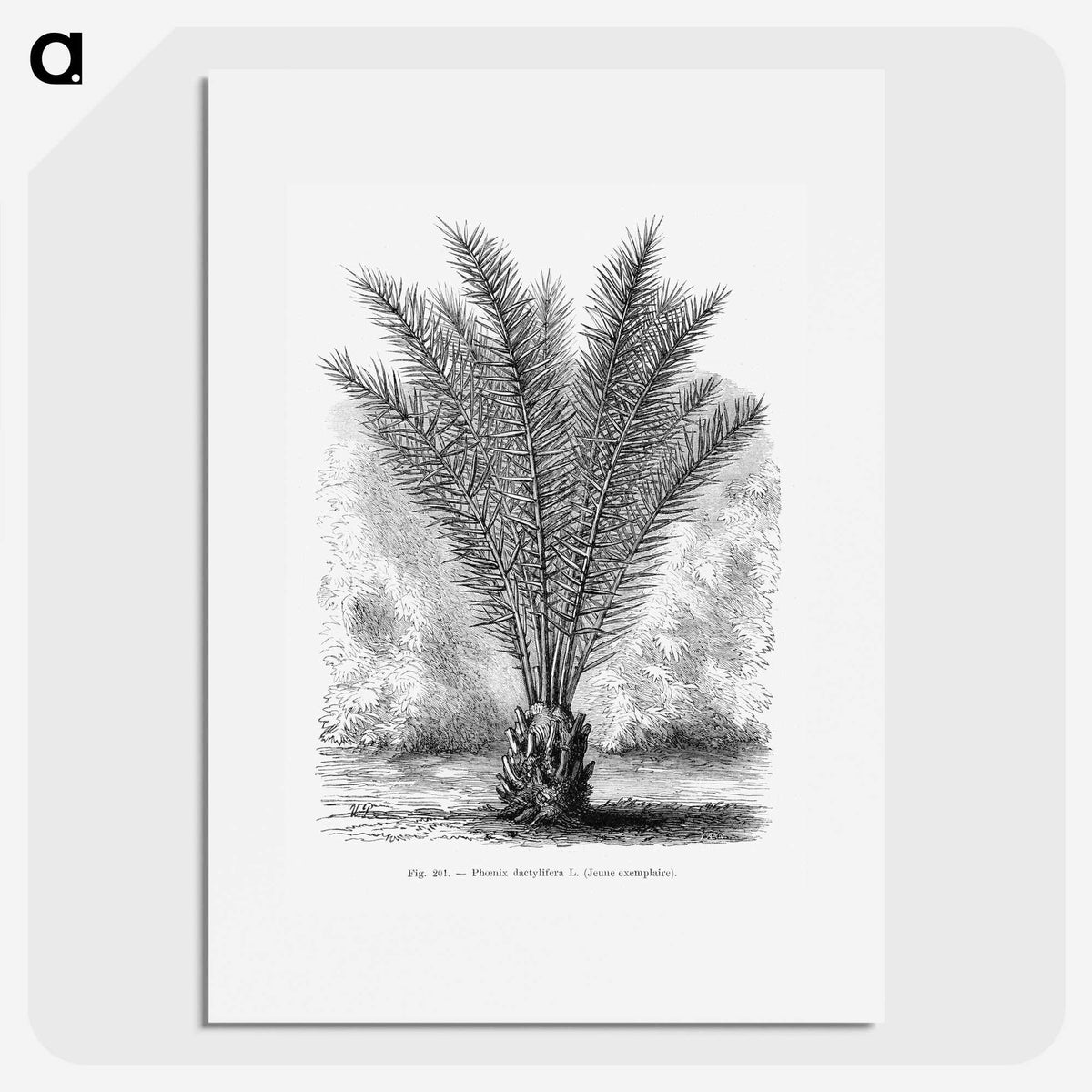 2-16_Les-Palmiers-Histoire-Iconographique_picture