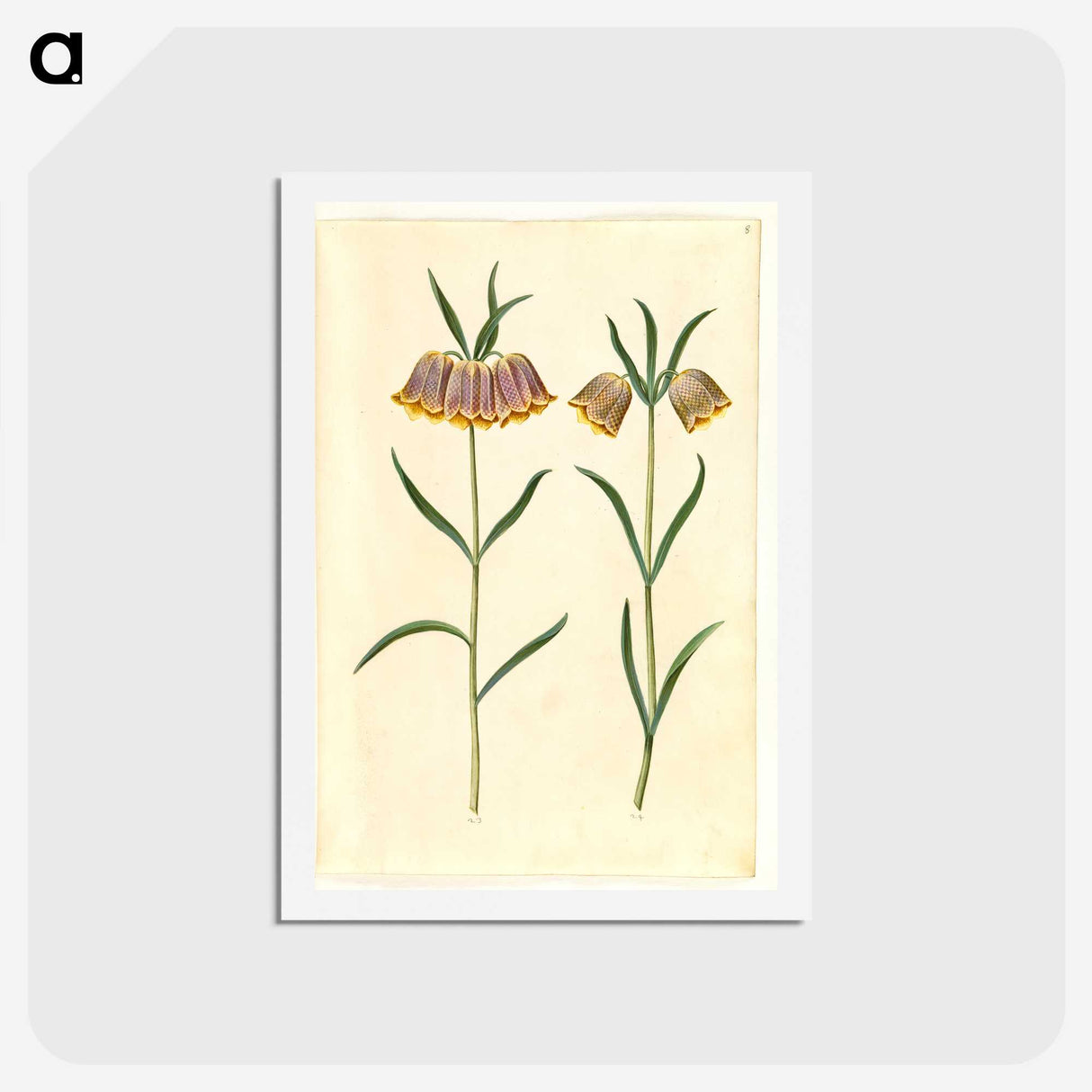 2-16_Maria-Sibylla-Merian_hagaki