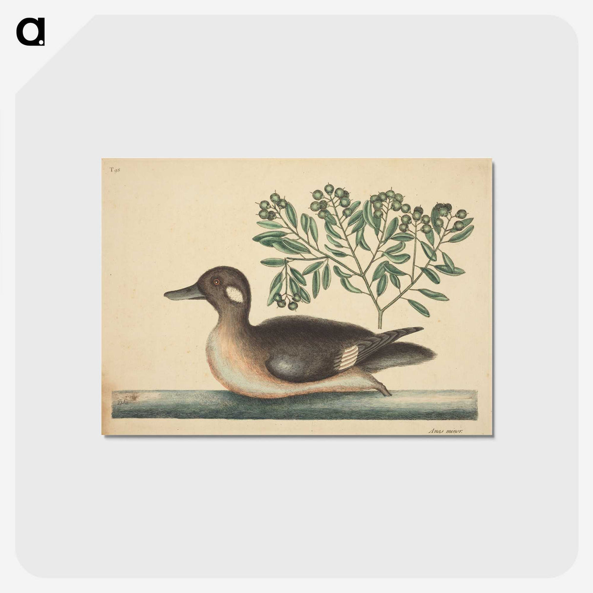 2-16_Mark-Catesby_postcard