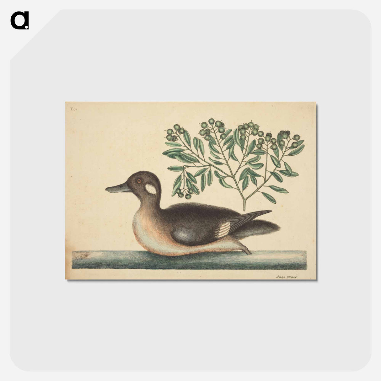アートポストカード-The Little Brown Duck
- マーク ケイツビー Postcard.
