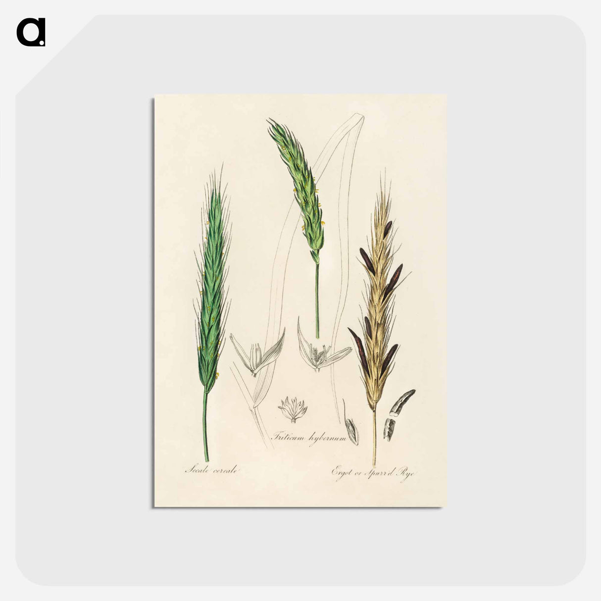 アートポストカード-Rye Illustration
- 薬用植物学 Postcard.