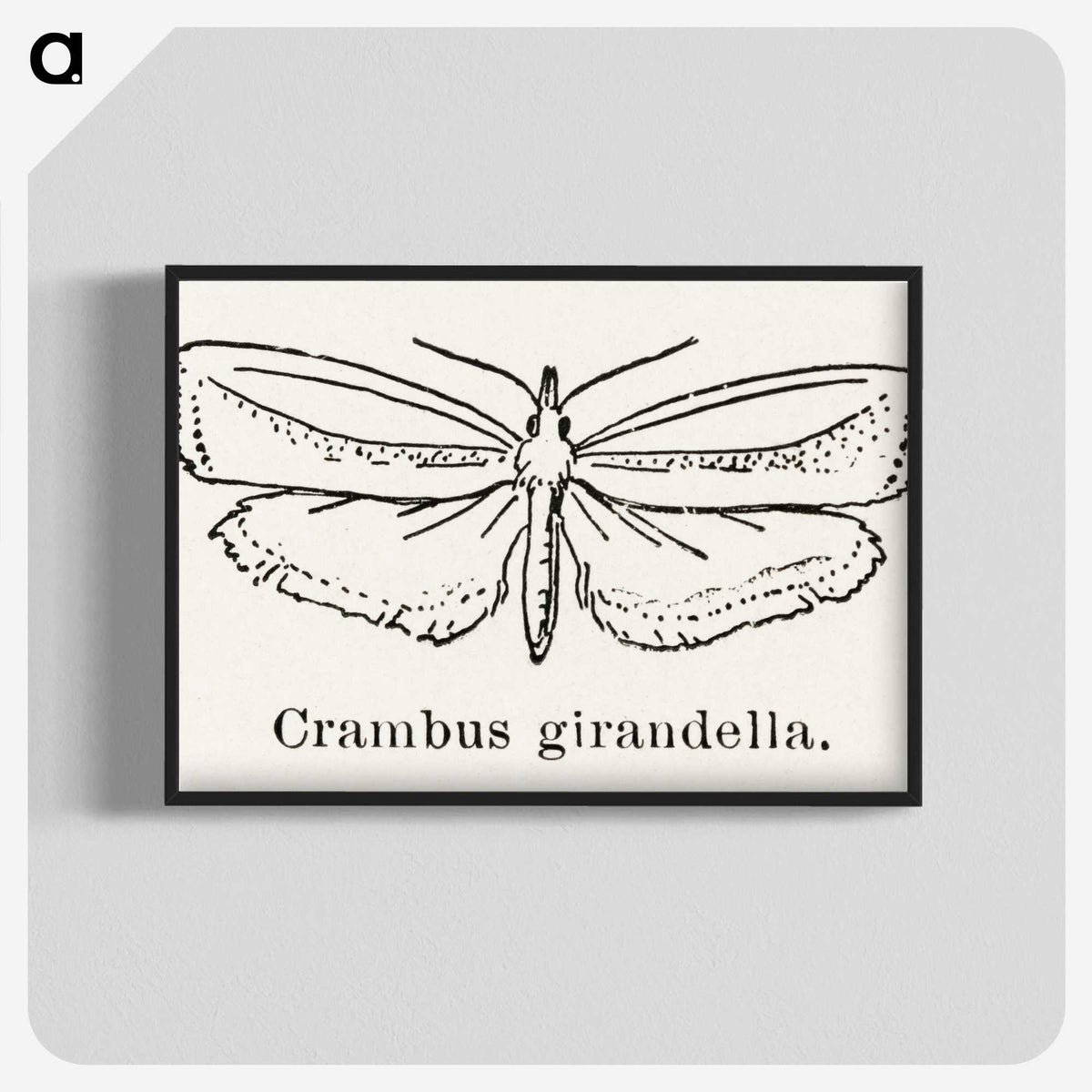 2-16_Moths-and-Butterflies-of-the-United-States_blk-crop