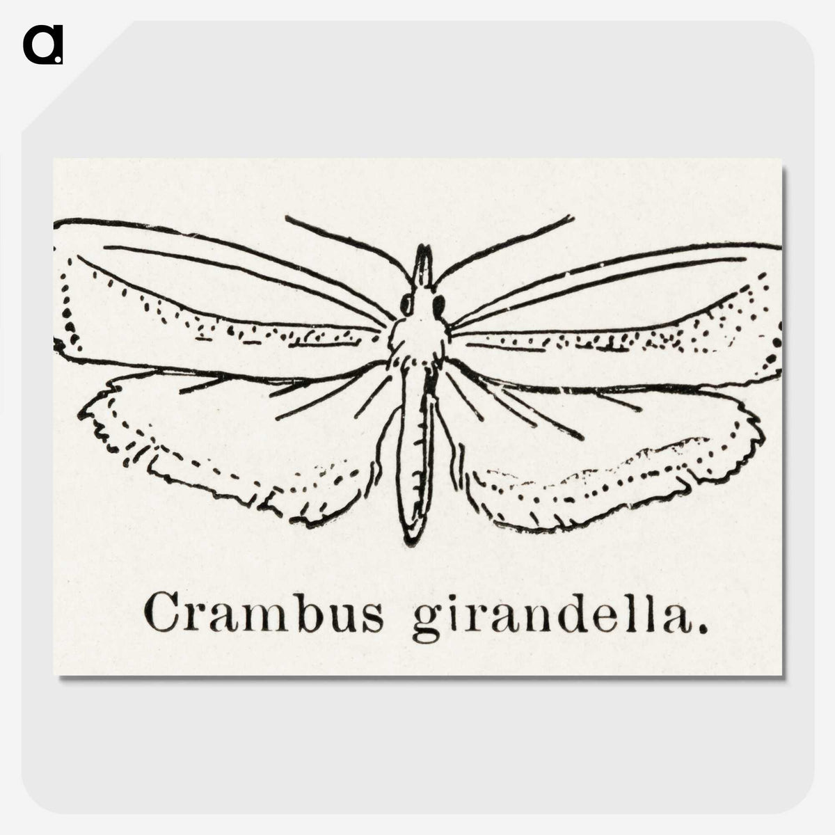 2-16_Moths-and-Butterflies-of-the-United-States_picture-crop