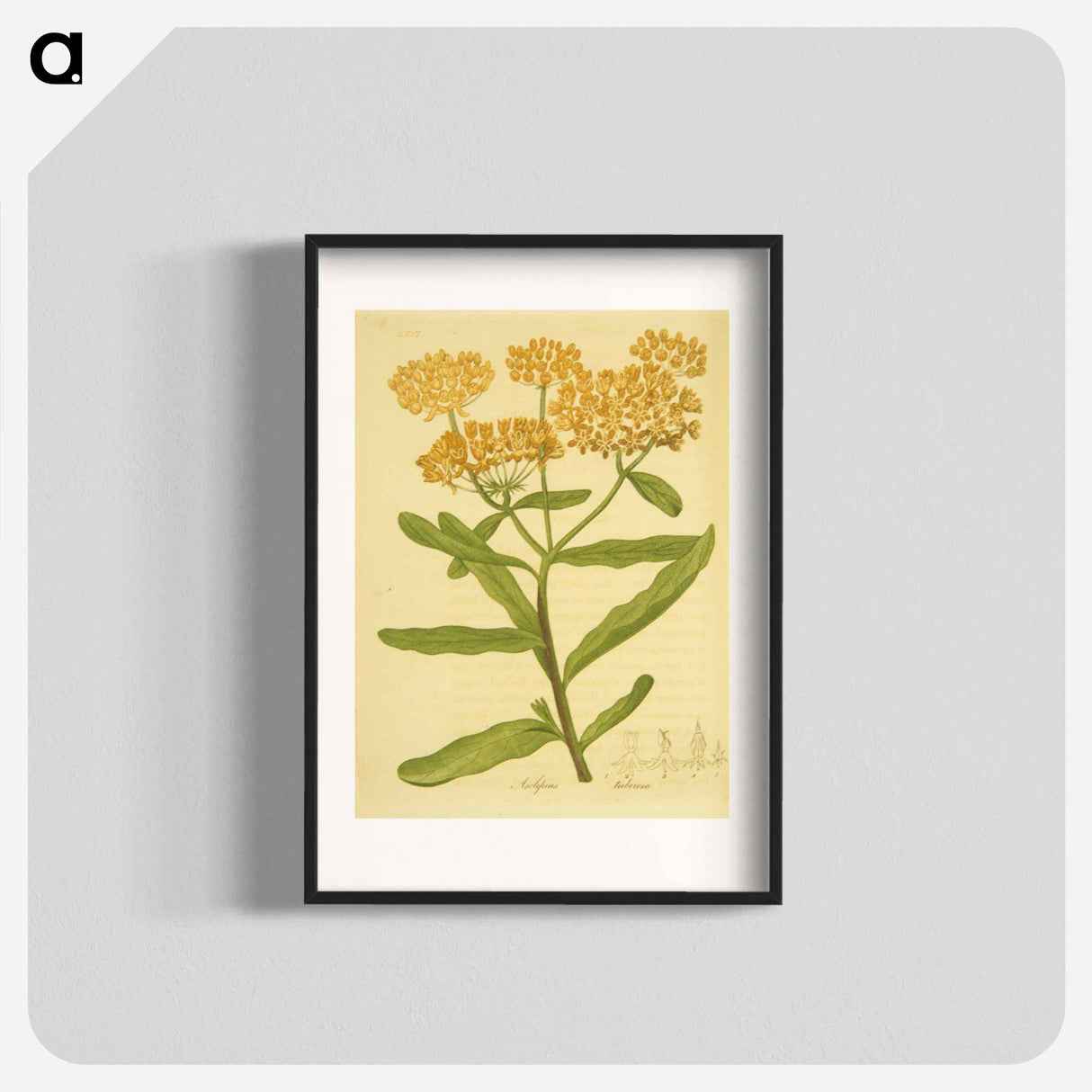 アートポスター-Asclepias tuberosa
- 国立医学図書館 Poster.