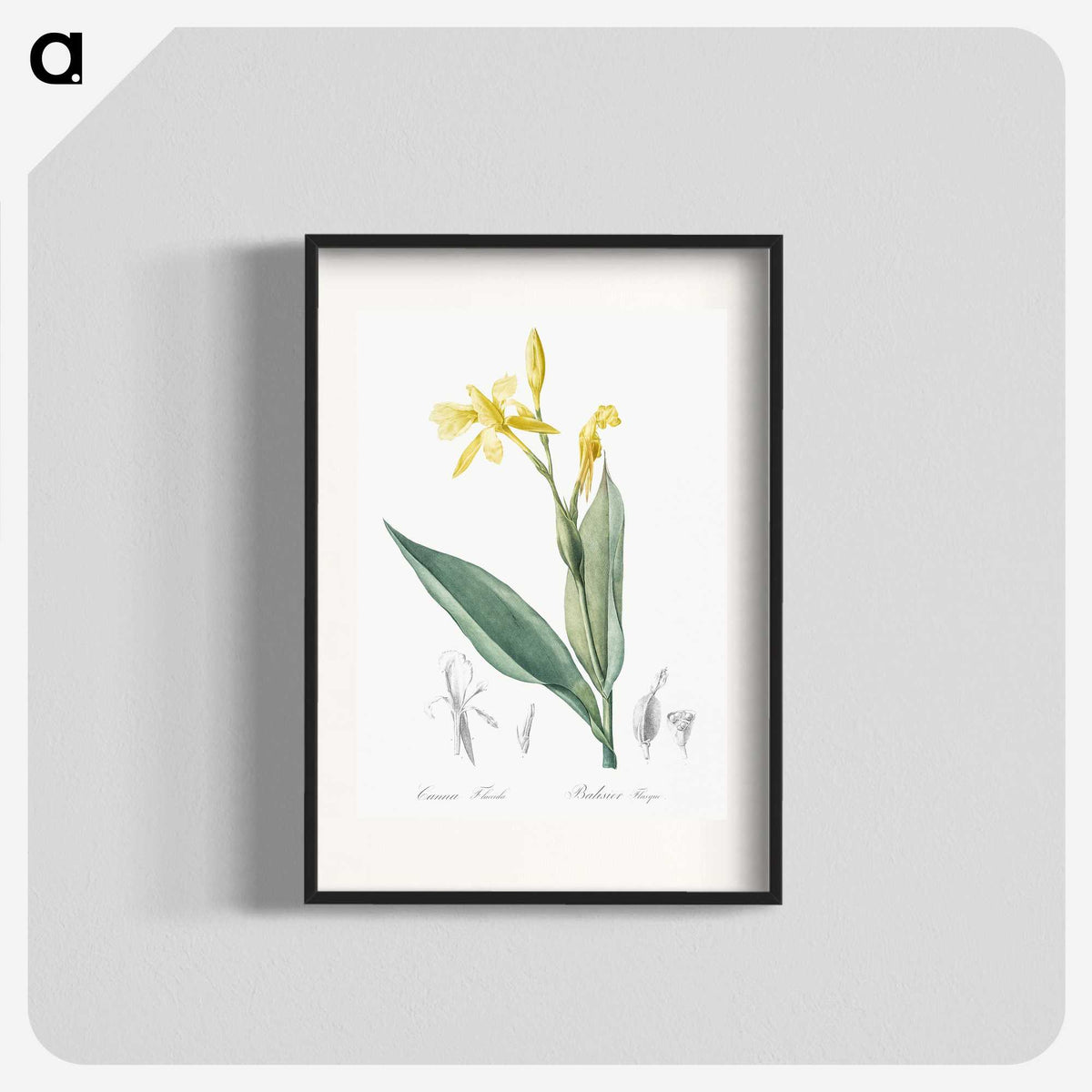 2-16_The-Lilies_blk