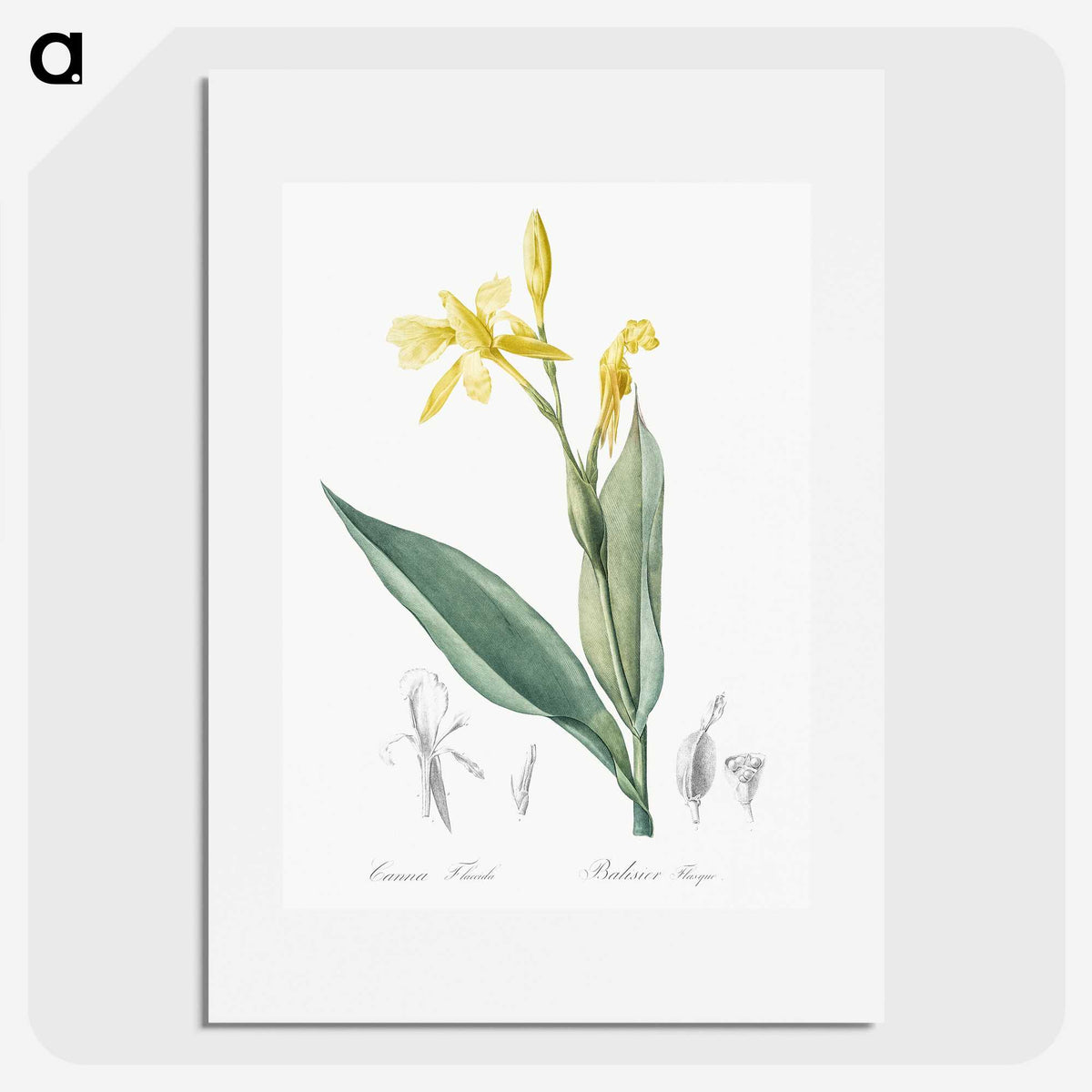 2-16_The-Lilies_picture