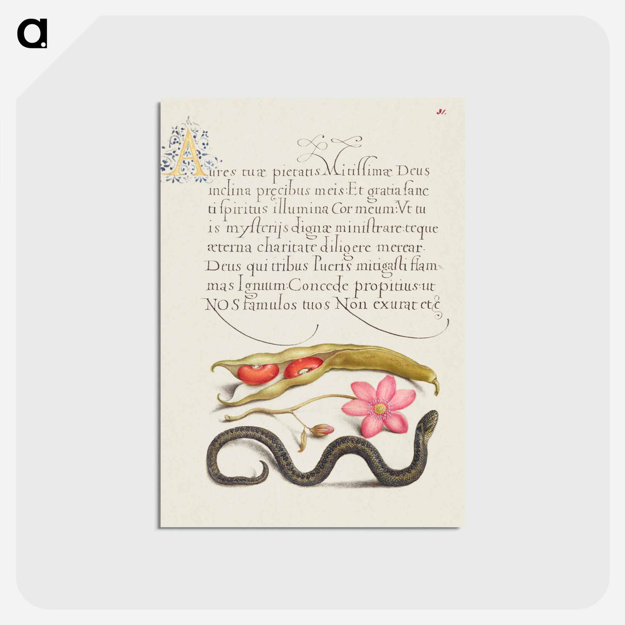 アートポストカード-Kidney Bean, Poppy Anemone, and Adder
- 書道のお手本 Postcard.