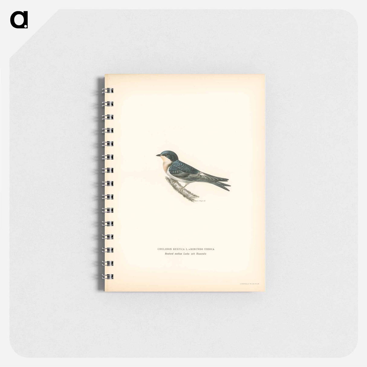 Common redshank - ヴィルヘルム フォン ライト Memo.