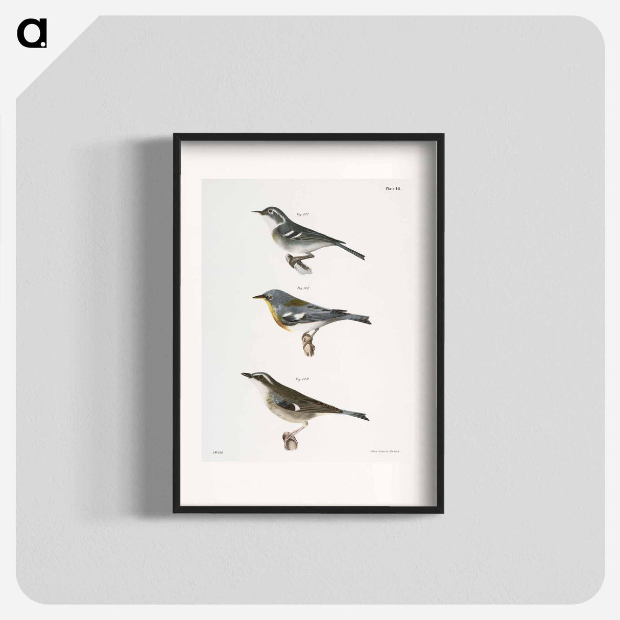 The Blue-grey Warbler - New York Zoological Poster.