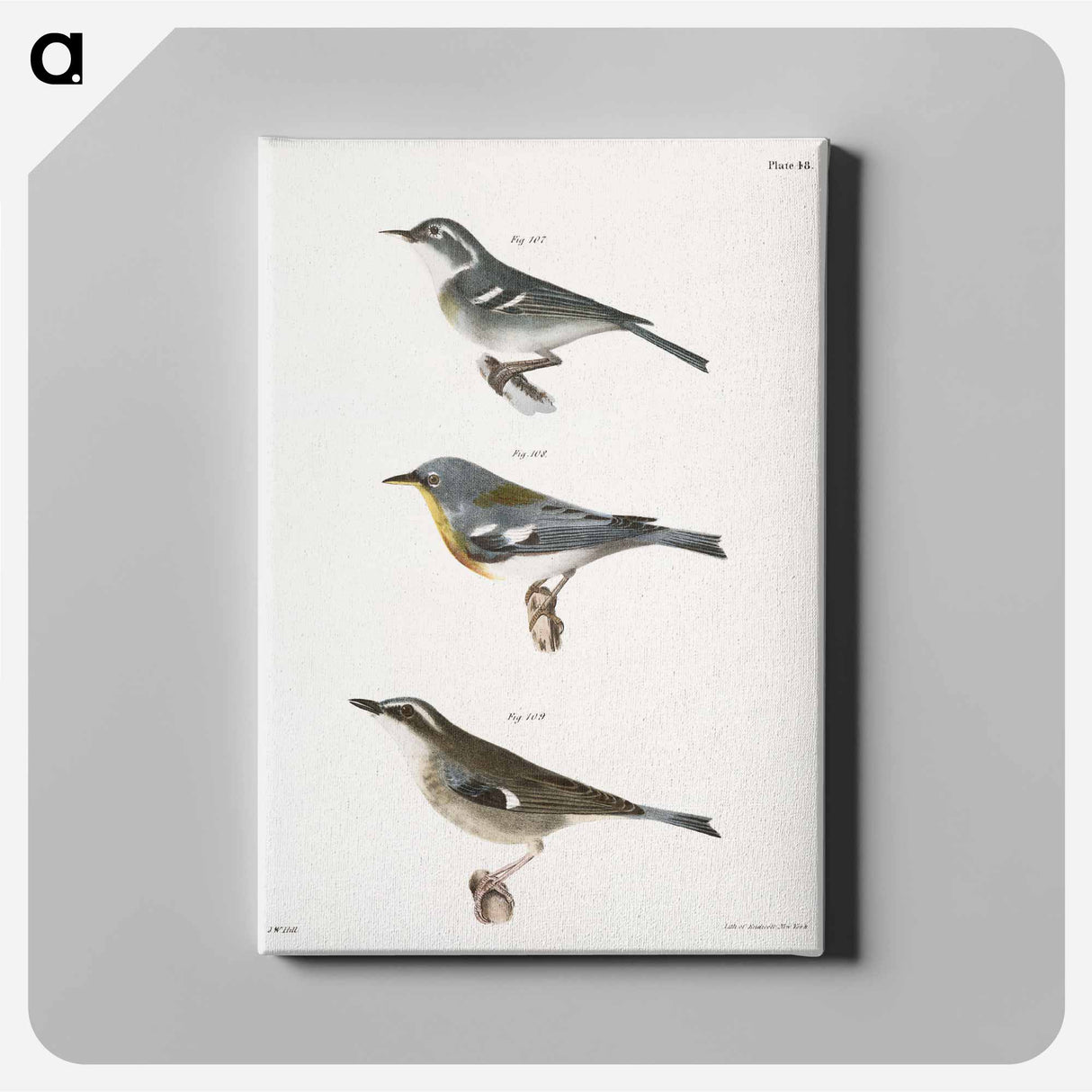 The Blue-grey Warbler - Zoological Canvas, New York.